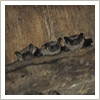 roosting bat colony
